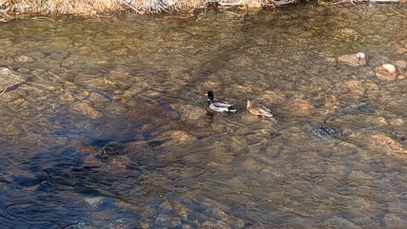 Ducks in the river