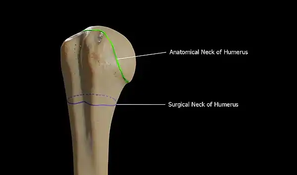 Anatomical Neck vs Surgical Neck of Humerus