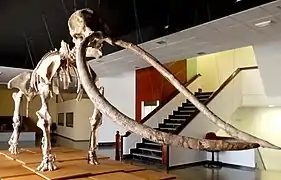 Reconstruction of the Anancus arvernensis skeleton found in Las Higueruelas&nbsp;[es]