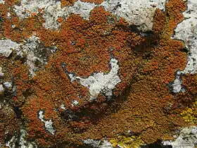 squamulose: Squamulea squamosa