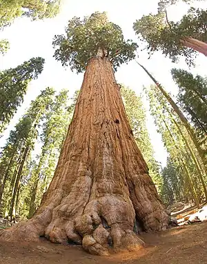 Image 32The General Sherman Tree, thought to be the world's largest by volume (from Tree)