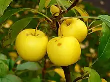 Image 27Malus sylvestris (from List of trees of Great Britain and Ireland)