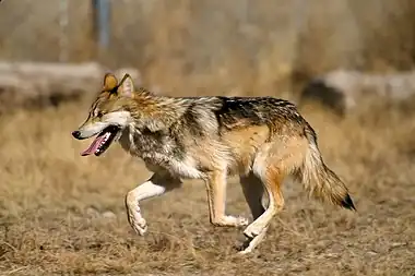 Photograph of a wolf
