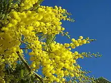 Image 23Yellow mimosa is the symbol of IWD in Italy, Russia, Ukraine and in many others ex Soviet Union republics (from International Women's Day)