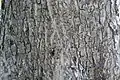 Bark