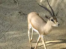 Rhim gazelle (Gazella leptoceros)