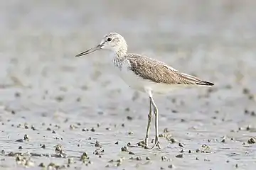 Image 18GreenshankPhotograph: JJ HarrisonThe common greenshank  (Tringa nebularia) is a sub-Arctic migratory wader which breeds from northern Scotland eastwards across northern Europe and Asia. They feed on small invertebrates, but will also take small fish and amphibians.More selected pictures