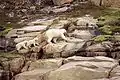 Polar bear mother and two cubs climbing up Guillemot Island