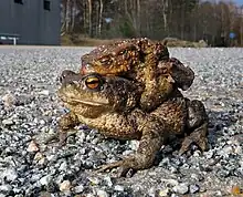 Image 28Common toad, female and male on her back. (from True toad)