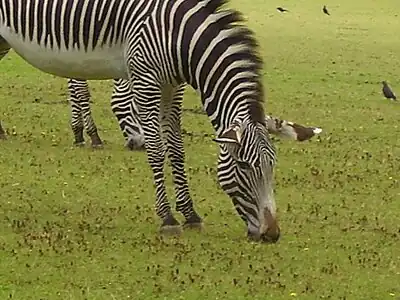 Image 20A zebra grazing at Marwell Zoological Park (from Portal:Hampshire/Selected pictures)