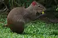 agouti