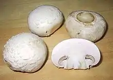 champignon