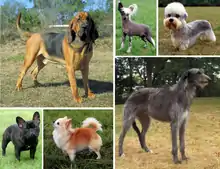 Dog_morphological_variation
