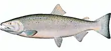 Lachs