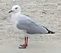 seabird