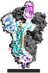 SARS‑CoV‑2 spike homotrimer focusing upon one protein subunit with an ACE2 binding domain highlighted