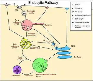 This is crucial for many disease pathways