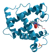 Structural drawing of the myoglobin molecule
