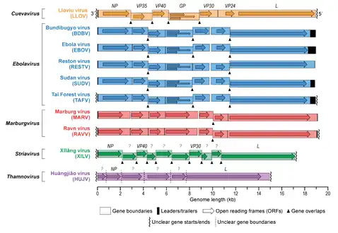 Schematic representation of the filovirus genome organization.