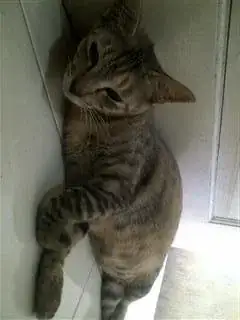 Qt Installer