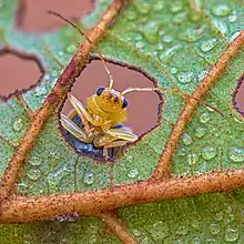 Image 18The leaves of an Alnus nepalensis tree provide a microhabitat for species like the leaf beetle Aulacophora indica. (from Habitat)