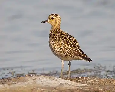 brownish-tan shorebird with blackish markings