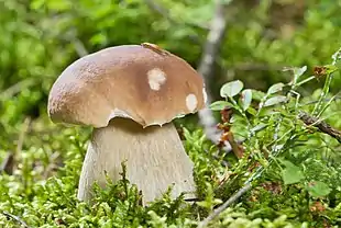 fungus