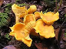 chanterelle