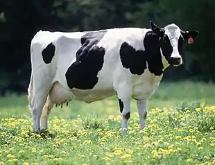 farm animal