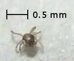 A tiny insect