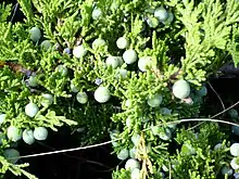 Photograph of a plant with needle-like leaves and berry-like cones.