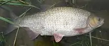 A photograph of a fish.