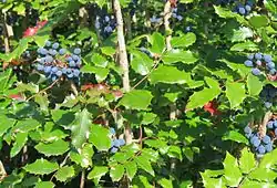Oregon-grape