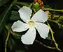 Oleander
