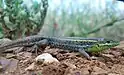 lizard