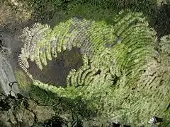 scrape marks on rock caused by the action of the radula of a limpet