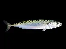 mackerel