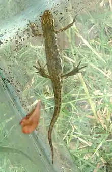 newt