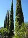 conifer